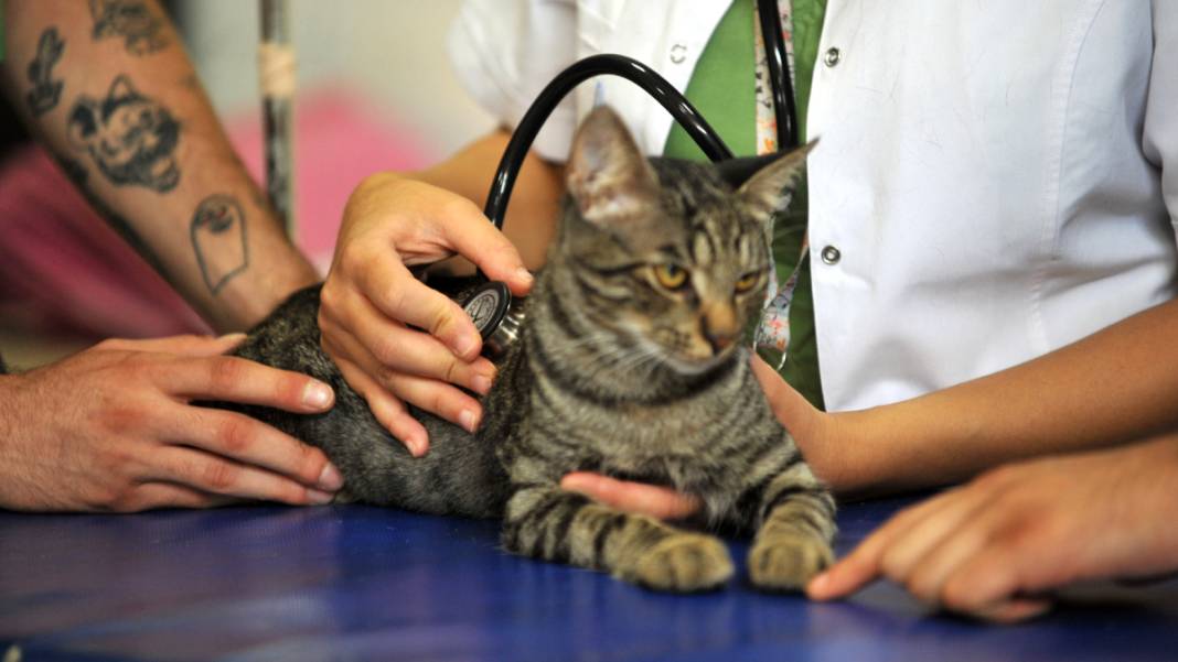 Kedi 'Ali Cabbar' hastaneye kendi başına gitti 4